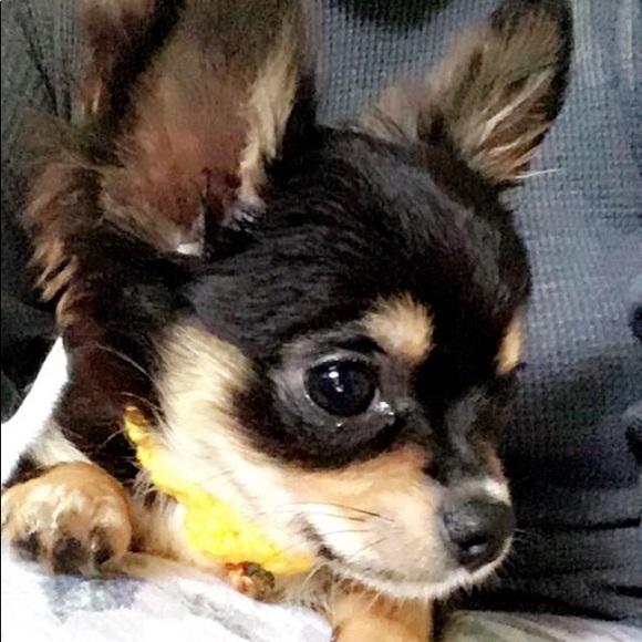 Meet your Posher, Diana - Picture 7 of 9